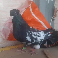 کله اهوازی ذات قدیم