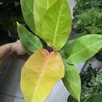 مهرشهر. و مدرس گل و گیاه سعید