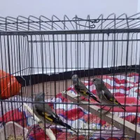 جوجه سهره دورگ یک ماه قفس رام رام