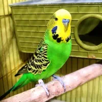 جفت مرغ عشق ساده. دستی شرط جوجه هم علان دارن