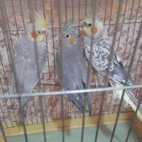 عروس هلندی سخنگو|پرنده|سنقر, |دیوار