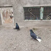 یه جفت  دم سفید