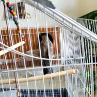 یک جفت عروس هلندی نر و ماده بالغ تخم گذار