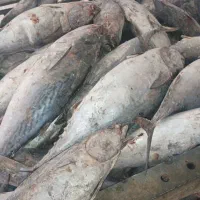 خرید و فروش ماهی تازه و منجمد چابهار