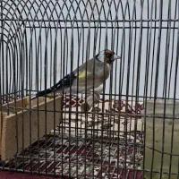 سهره فقط معاوضه بایک جفت قناری نرماده مست مست