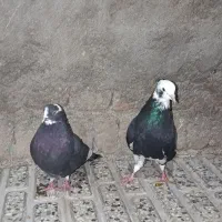 یک کفتر گمشده