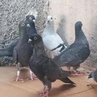 ده تا نوک موشی|پرنده|خورموج, |دیوار