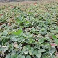 بوته توت فرنگی سابرینا دانه ای