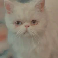 گربه|گربه|قائن, |دیوار