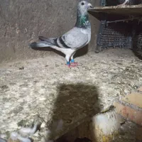 سوسک ماده|پرنده|نگین شهر, |دیوار