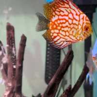 ماهی، دیسکس