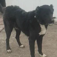 سرابی ۱۱ماهه