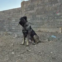 سگ سرابی|سگ|اصفهان, عباسآباد|دیوار