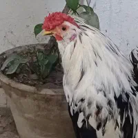 خروس جوان گلین