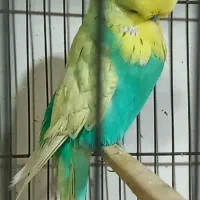 مرغ عشق انگلیسی اروپایی|پرنده|قائمشهر, |دیوار