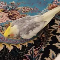 عروس هلندی گمشده خیابان امام محمد باقر اسلامشهر