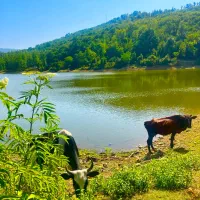 بومگردی