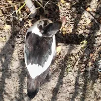 حدوده ۱۰ عدد اردک ماده اسرایلی بزرگ نزدیک به تخم