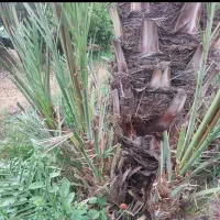 پا جوش ربی فروشی