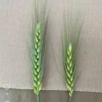 تناژ ۳برابری میخواهی تماس بگیر