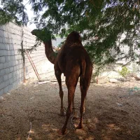 شتر ماده