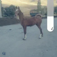 کره نریان کرد