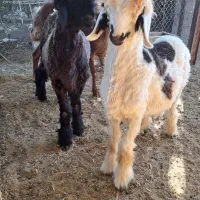 میش و بره نر|حیوانات مزرعه|بهبهان, |دیوار