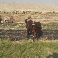 نر بز پاکستانی|حیوانات مزرعه|کازرون, |دیوار
