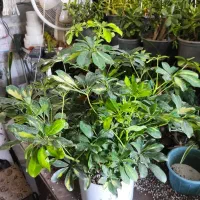 تخفیفات گل و گیاه مهران شروع شد|گل و گیاه طبیعی|بیرجند, |دیوار