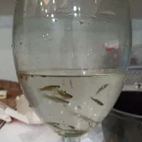 ماهی گوپی باردار ماهی آکواریومی|ماهی|دزفول, |دیوار