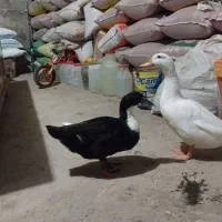 ۲ اردک نر و ماده