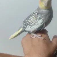 عروس هلندی نر