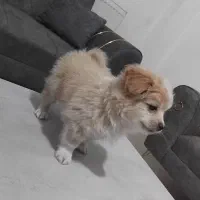 واگذاری پامر|سگ|شیراز, زرهی|دیوار