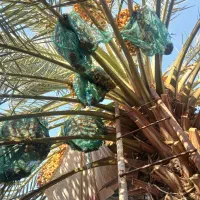 سلام  ودرود فروش کلی ثمر نخل برحی