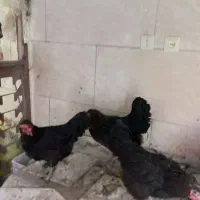 مرغ تخم گذارجوان