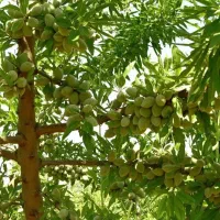 جشنواره فروش بادام نهالستان غرب اغاز شد|خدمات باغبانی و درختکاری|ساری, |دیوار