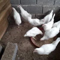 جوجه تخم گذار