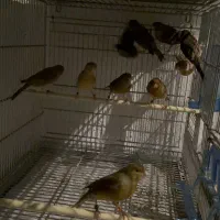 قناری اوپال|پرنده|اسلام‌شهر, شهرک قائمیه|دیوار