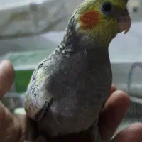 جوجه عروس هلندی|پرنده|مشهد, نیزه|دیوار