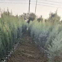 نهال|خدمات باغبانی و درختکاری|محمدیه-قزوین, |دیوار