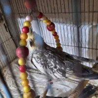 عروس هلندی گل باقالی ماده|پرنده|قم, کیوانفر|دیوار