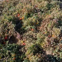 گوجه نیم رسیده و کال|خوردنی و آشامیدنی|قره پشتلو, |دیوار