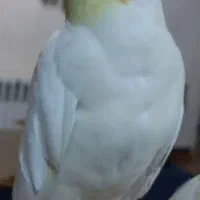 یک جفت عروس هلندی گمشده