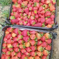 نیازمند همکار خانم