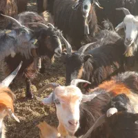 بز،چپش|حیوانات مزرعه|شهرکرد, |دیوار