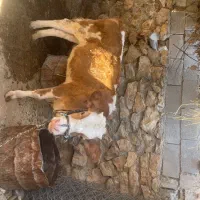 گوساله ماده سیمیتال