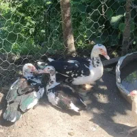 اردک اسراییلی نژاد سنگین