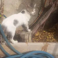 واگذاری گربه