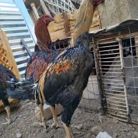 خروس لاری اصل قلم سبز فروشی جوون