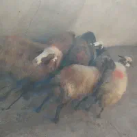 گوسفند زنده|حیوانات مزرعه|دورود, |دیوار